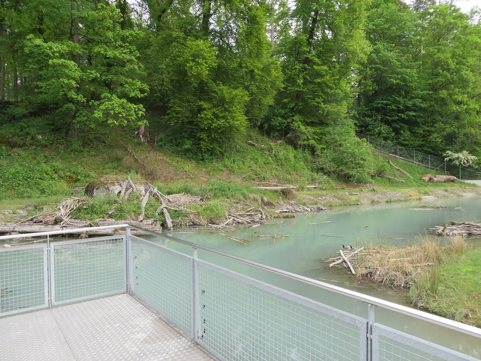 European beaver enclosure along the Aare river