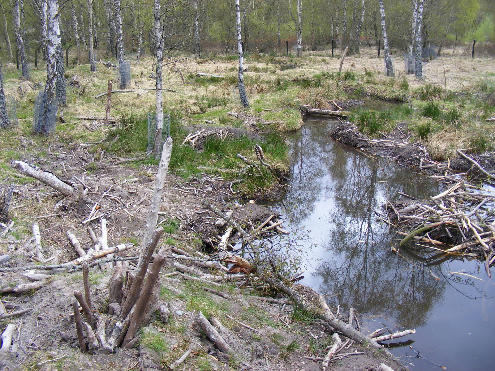 European beaver enclosure at Highland Wildlife Park, 17 May 2010