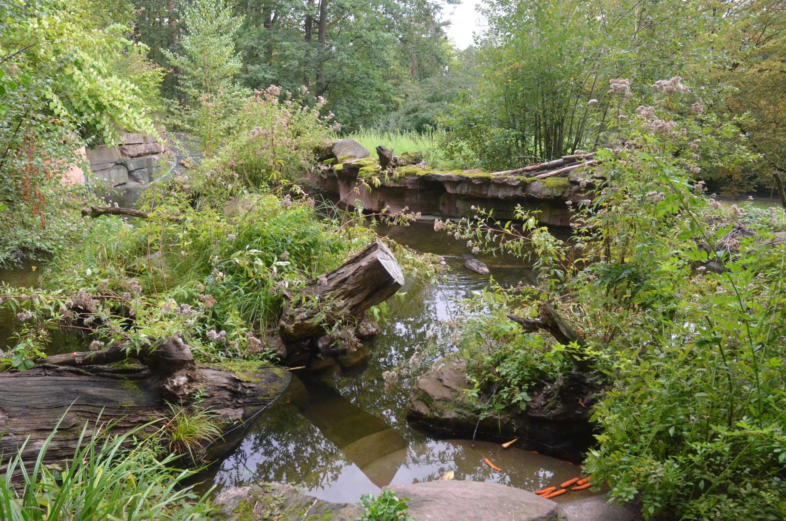 European Beaver Enclosure at Nuremberg, 07/09/19