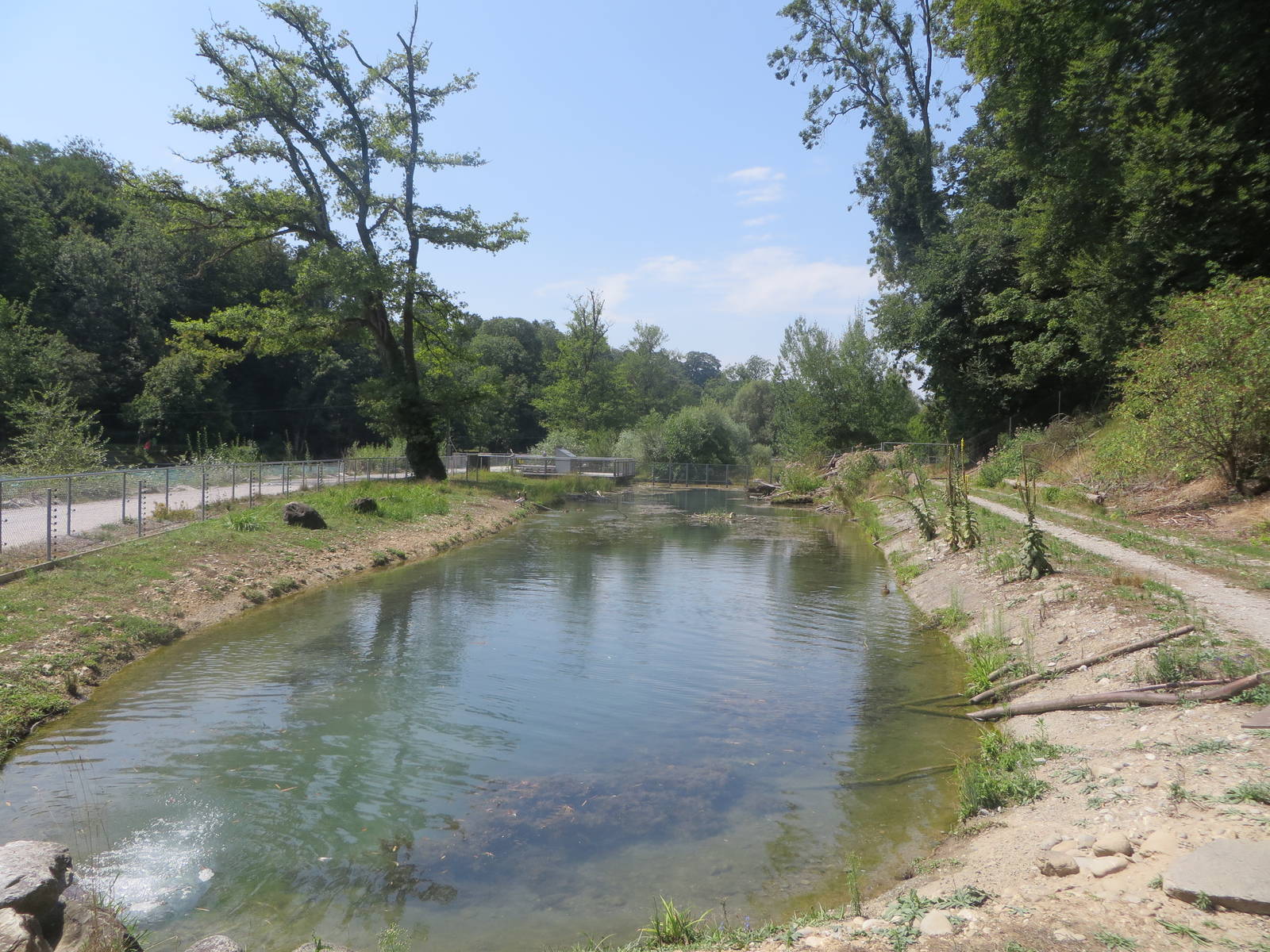 European beaver enclosure with low water level