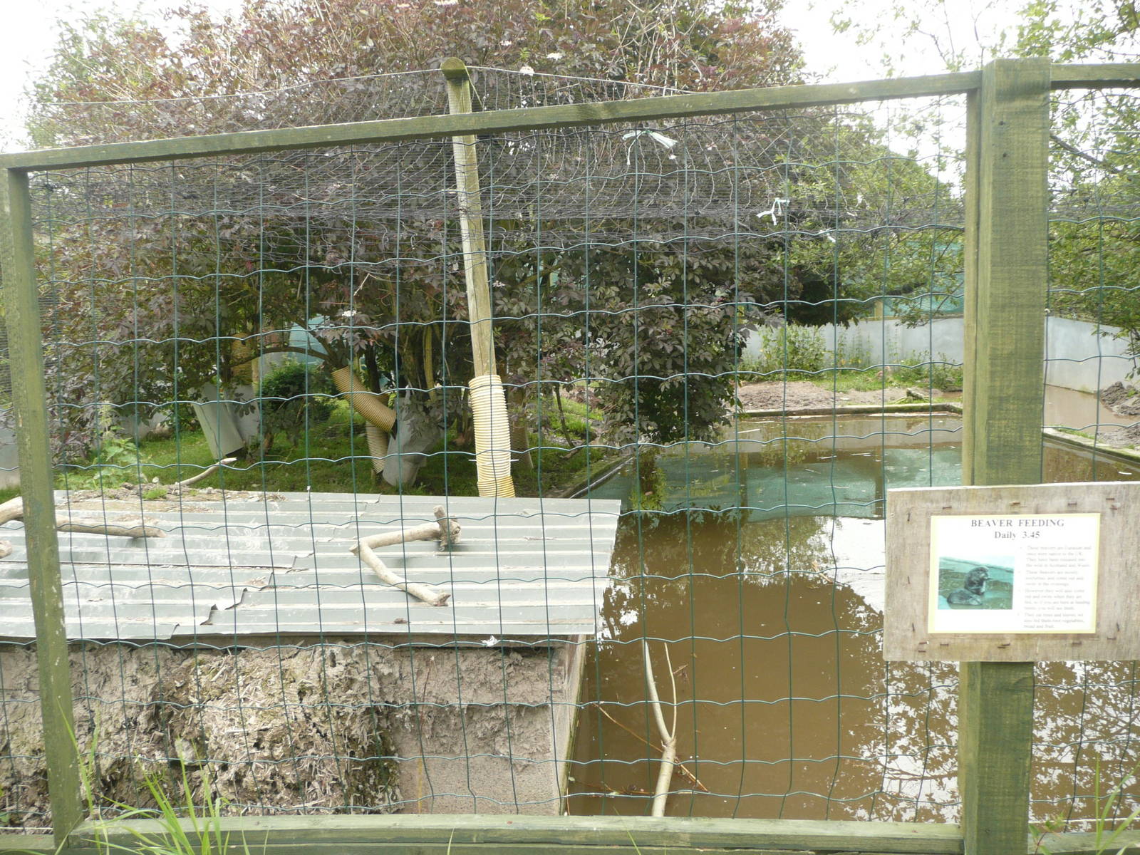 European beaver enclosure