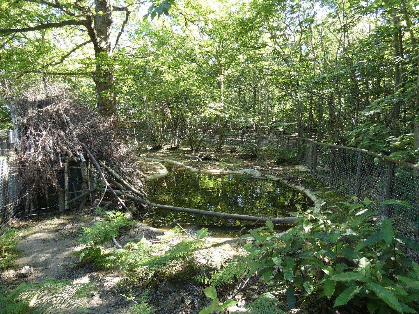European Beaver enclosure