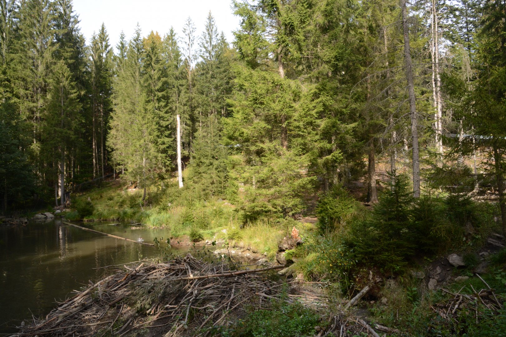 European beaver enclosure