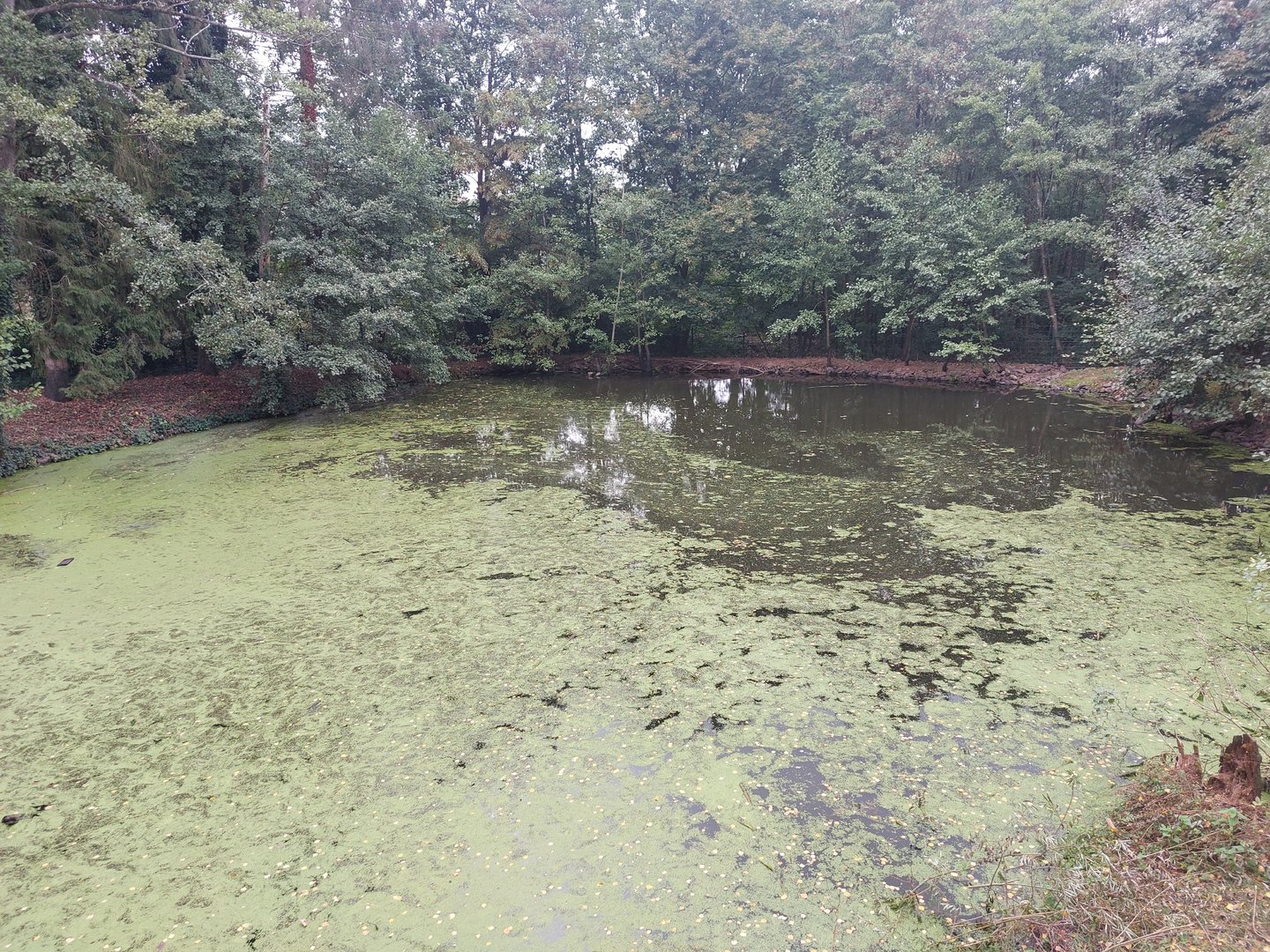 European beaver enclosure