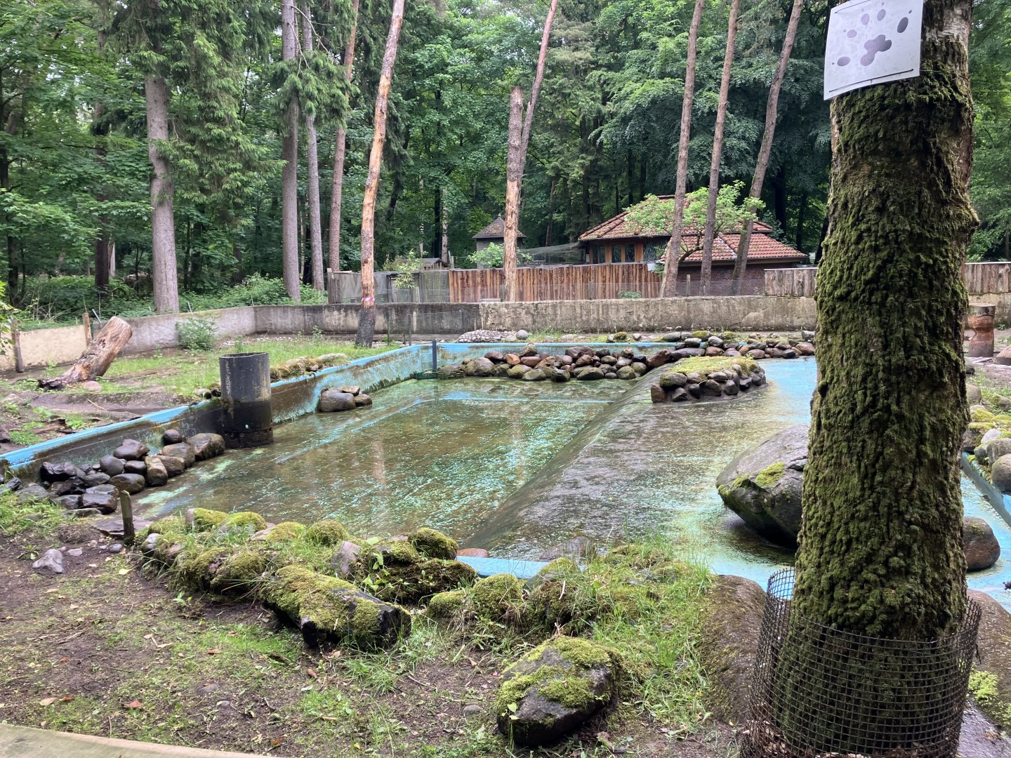 European beaver enclosure