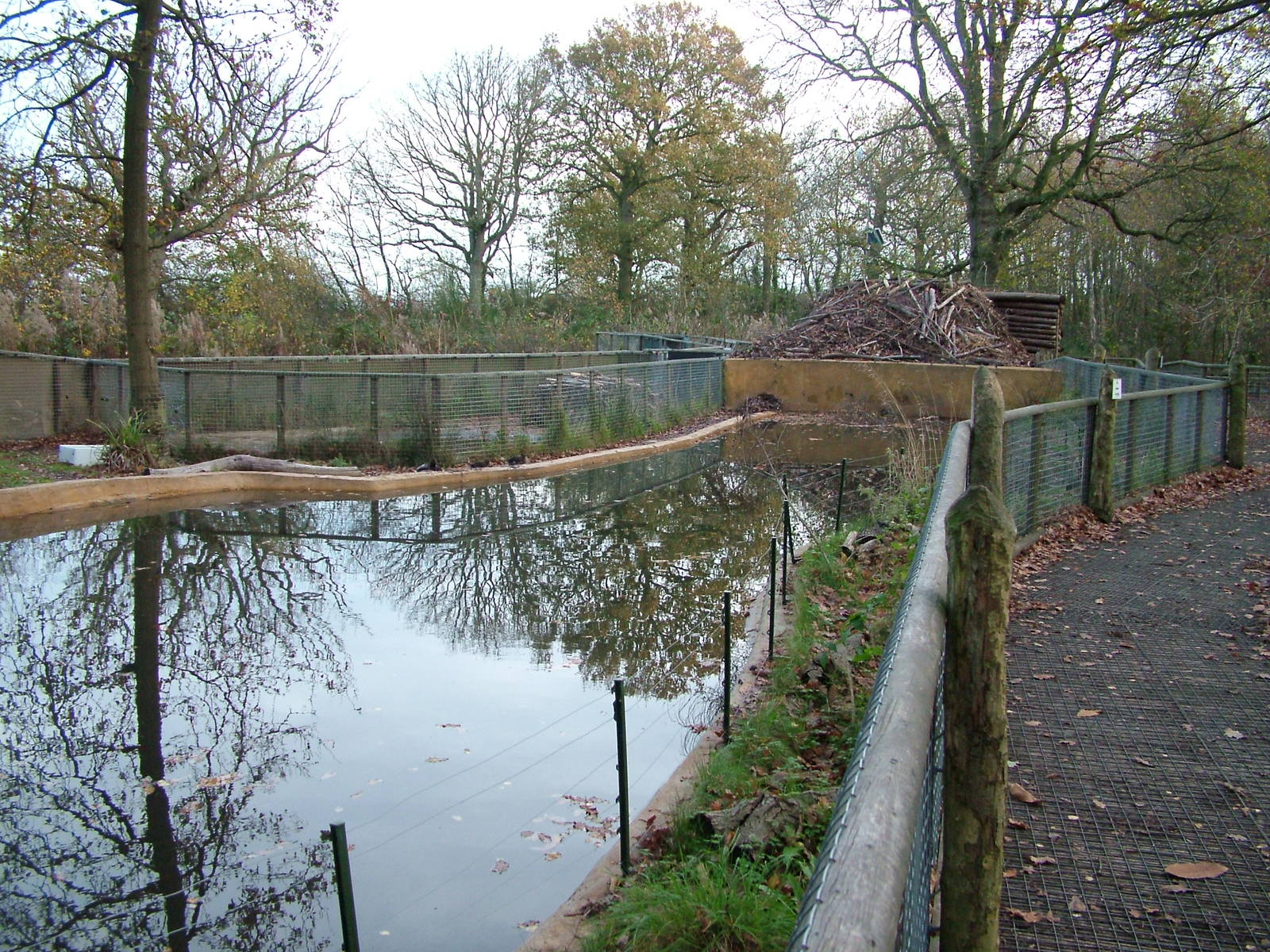 European Beaver exhibit at Wildwood 28/11/09