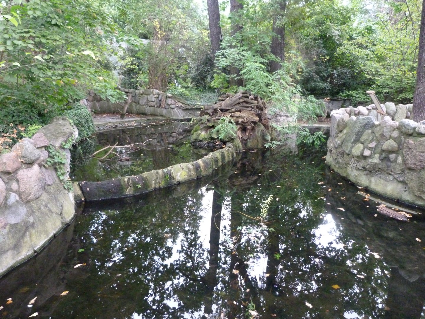 European beaver exhibit -Zoologischer Garten Berlin (2024)