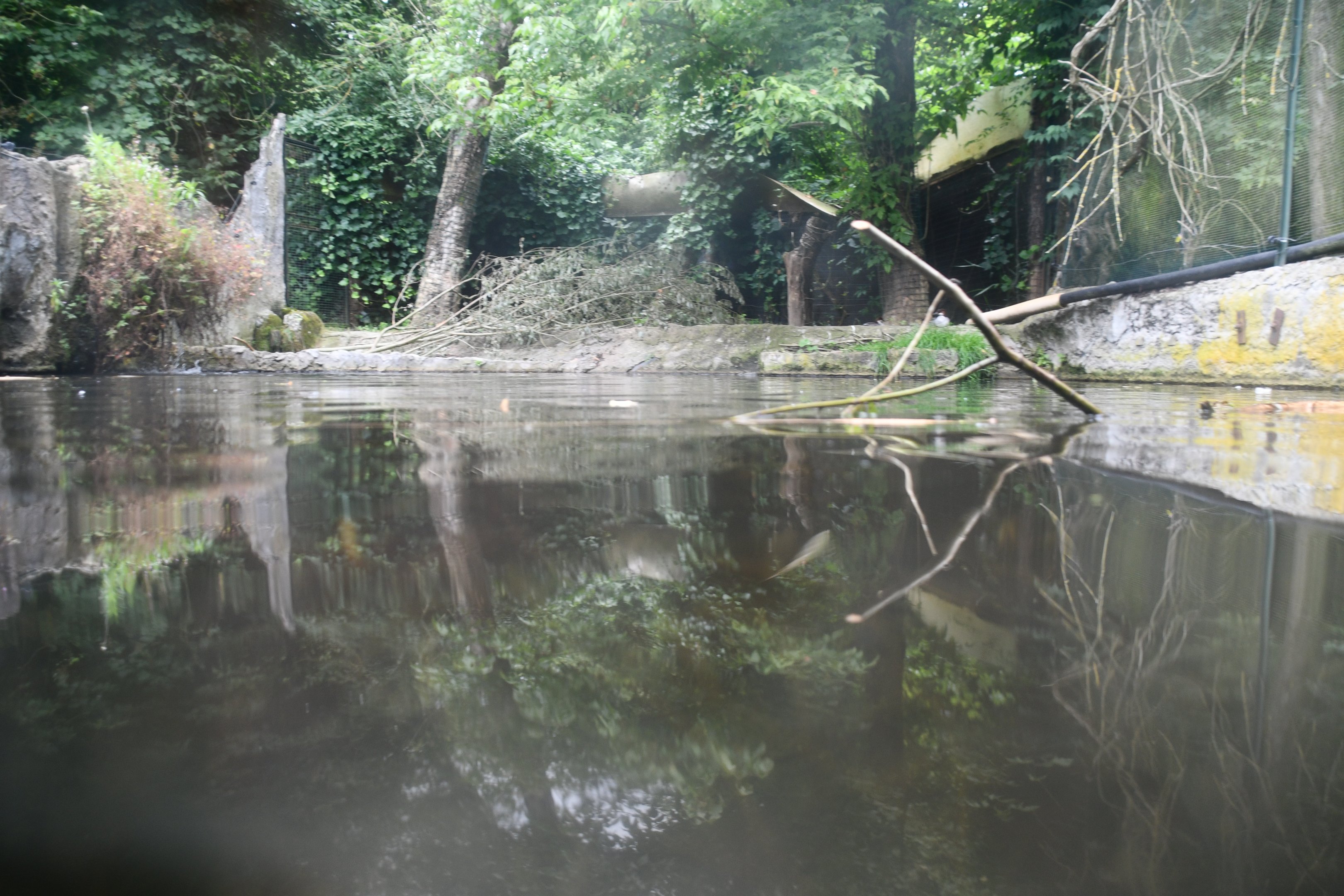 European Beaver exhibit