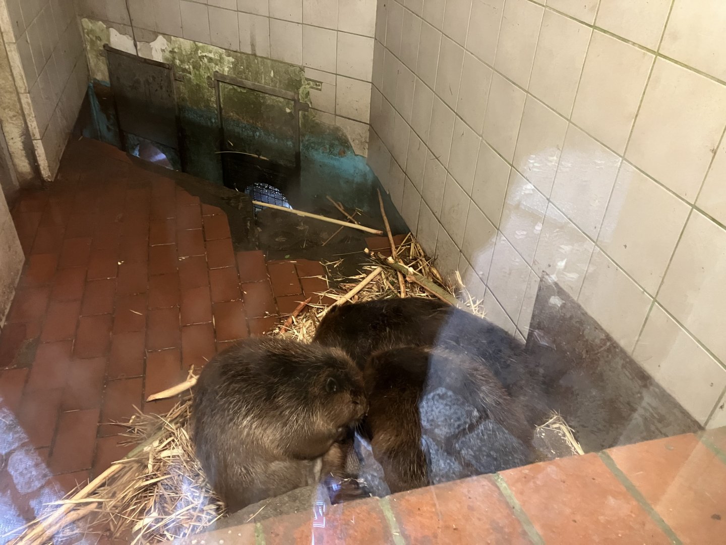 European beaver family