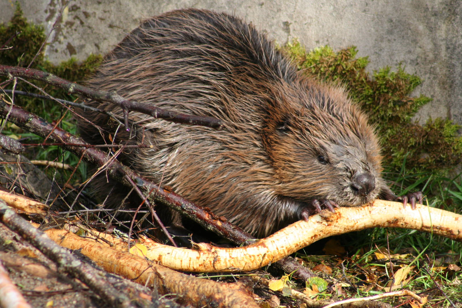 European Beaver @ Highland Wildlife Park; 19.10.2010