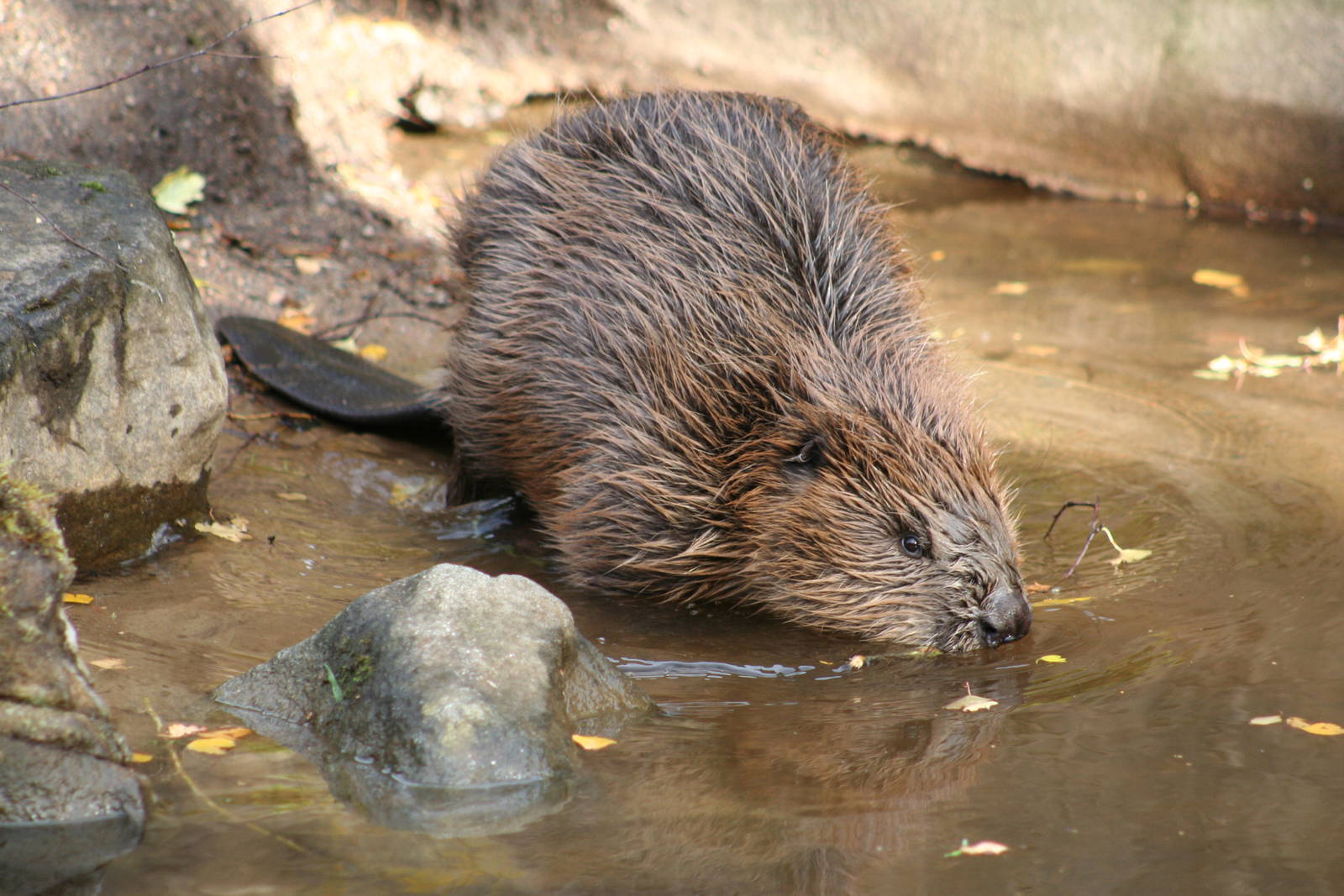 European Beaver @ Highland Wildlife Park; 19.10.2010