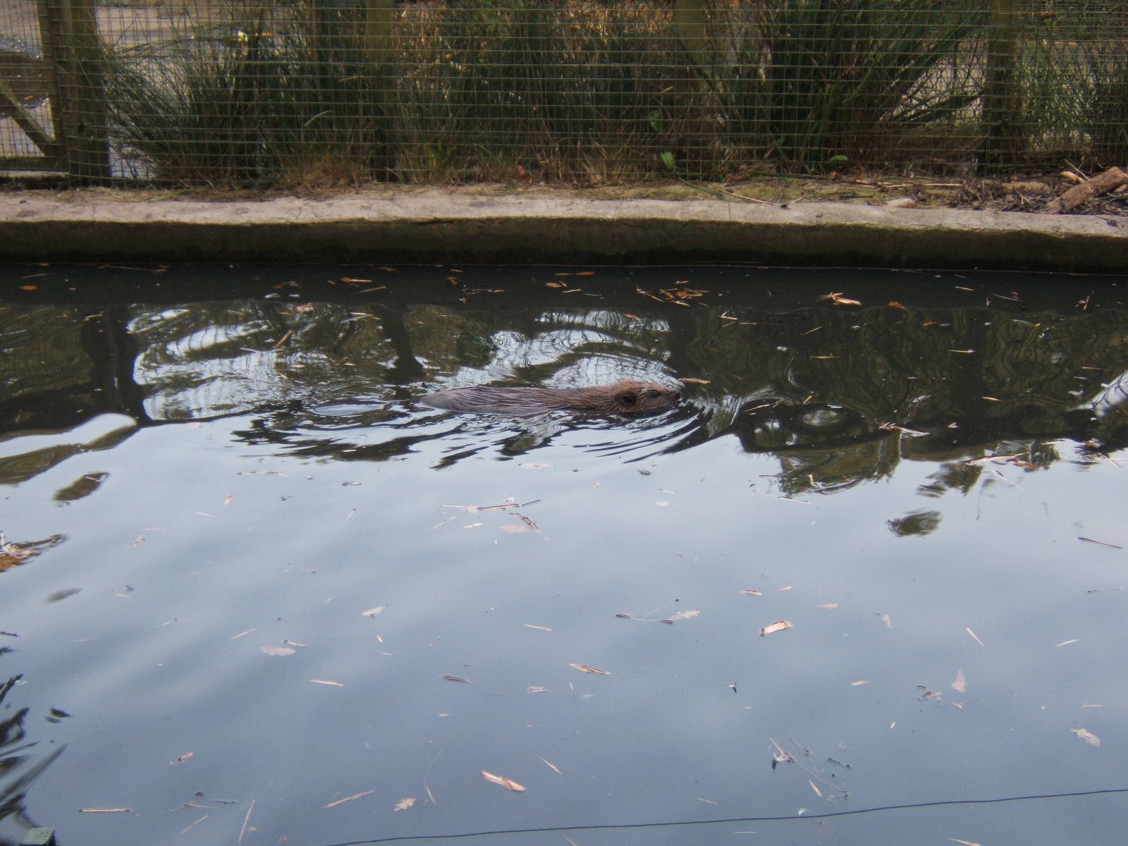 European Beaver swimming