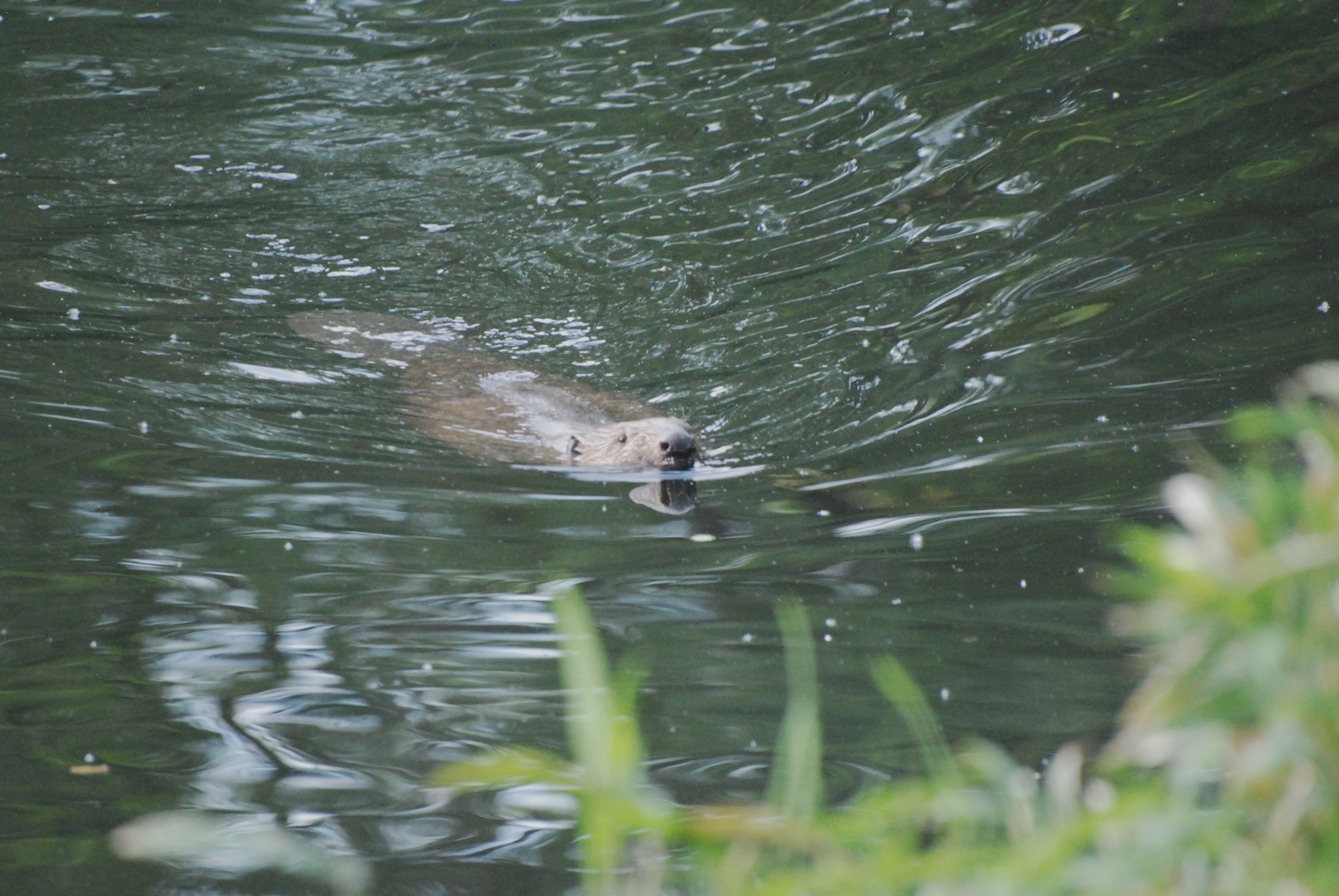 European Beaver, Tiergarten Park, Berlin, 10th June 2023