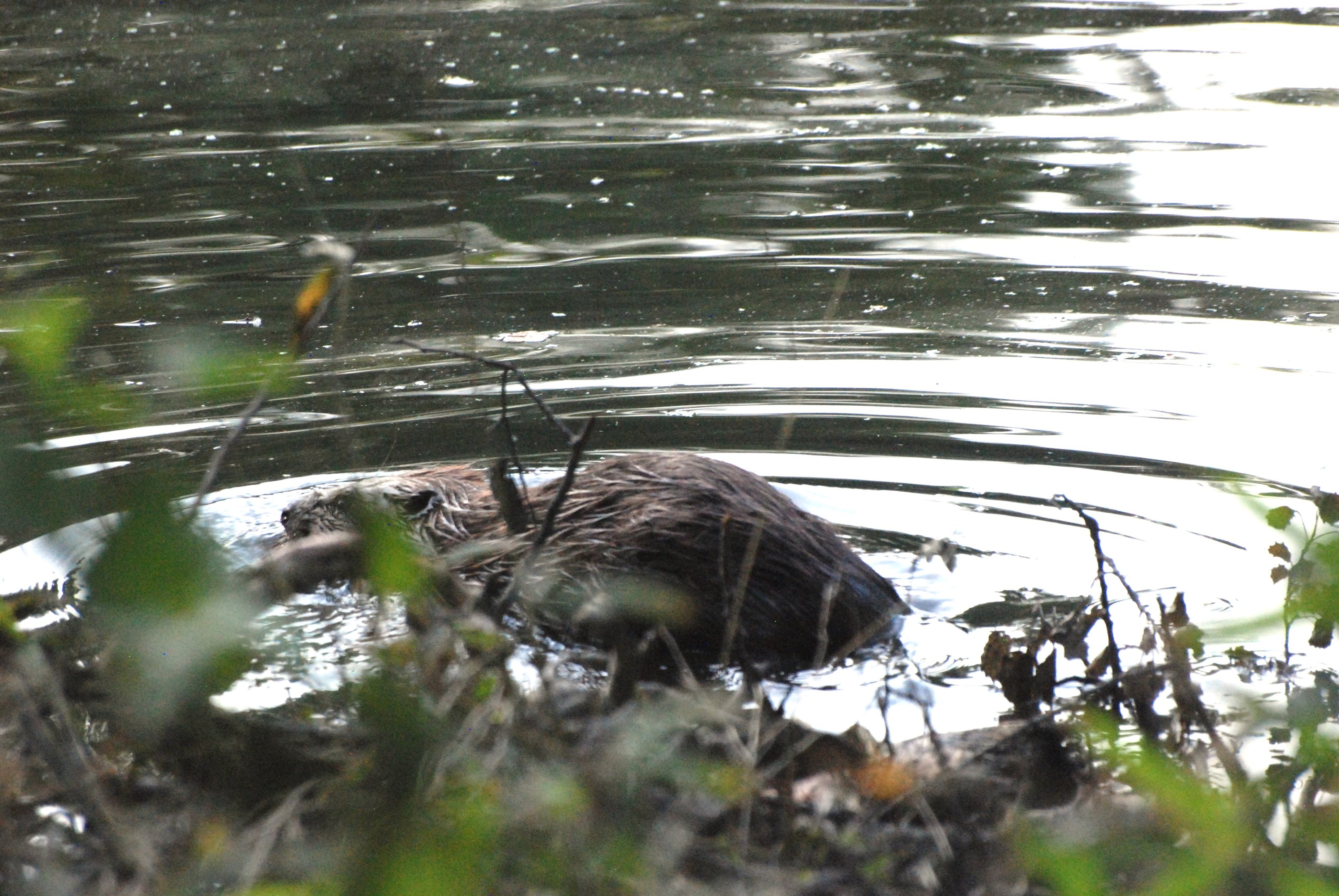 European Beaver, Tiergarten Park, Berlin, 10th June 2023
