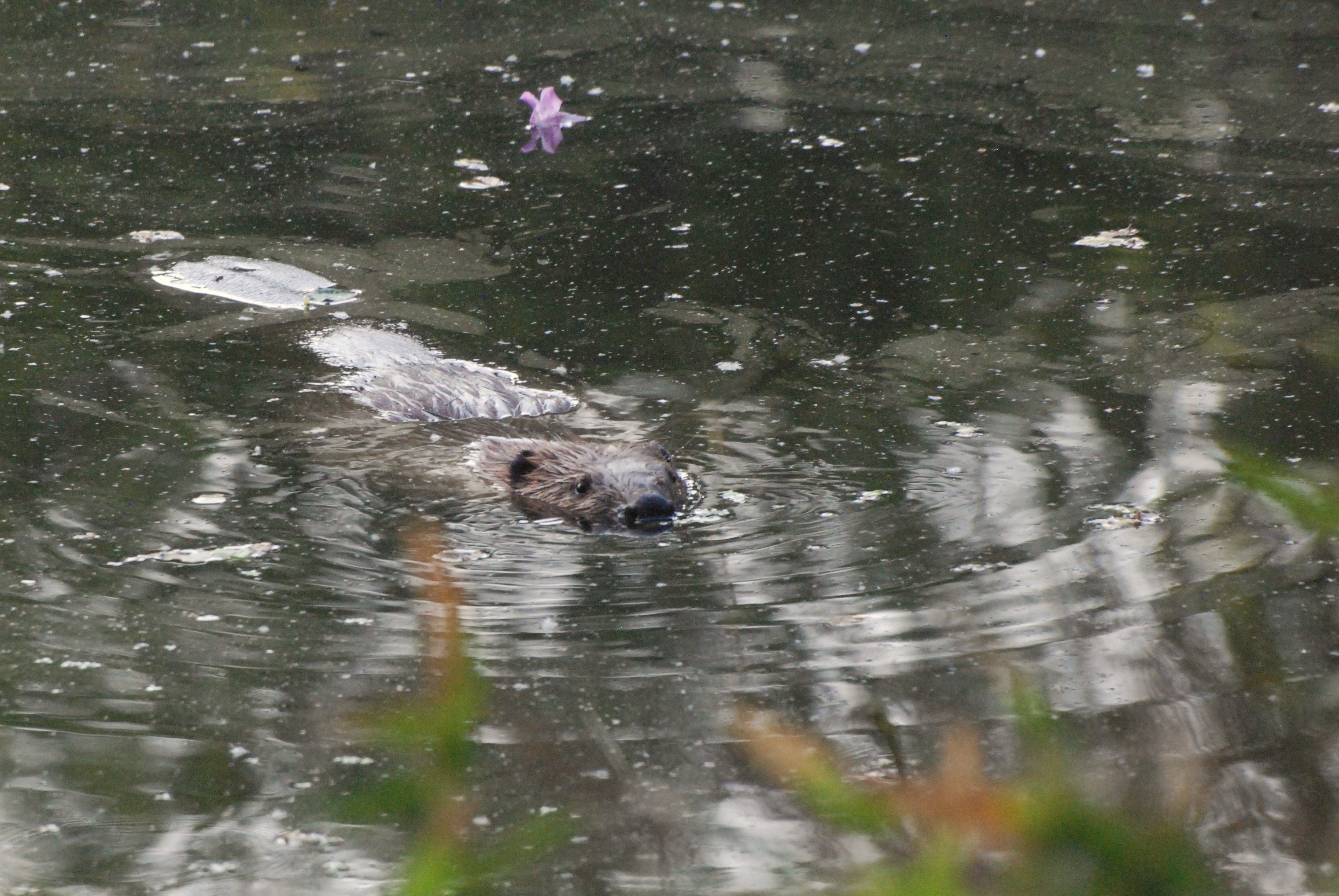 European Beaver, Tiergarten Park, Berlin, 10th June 2023