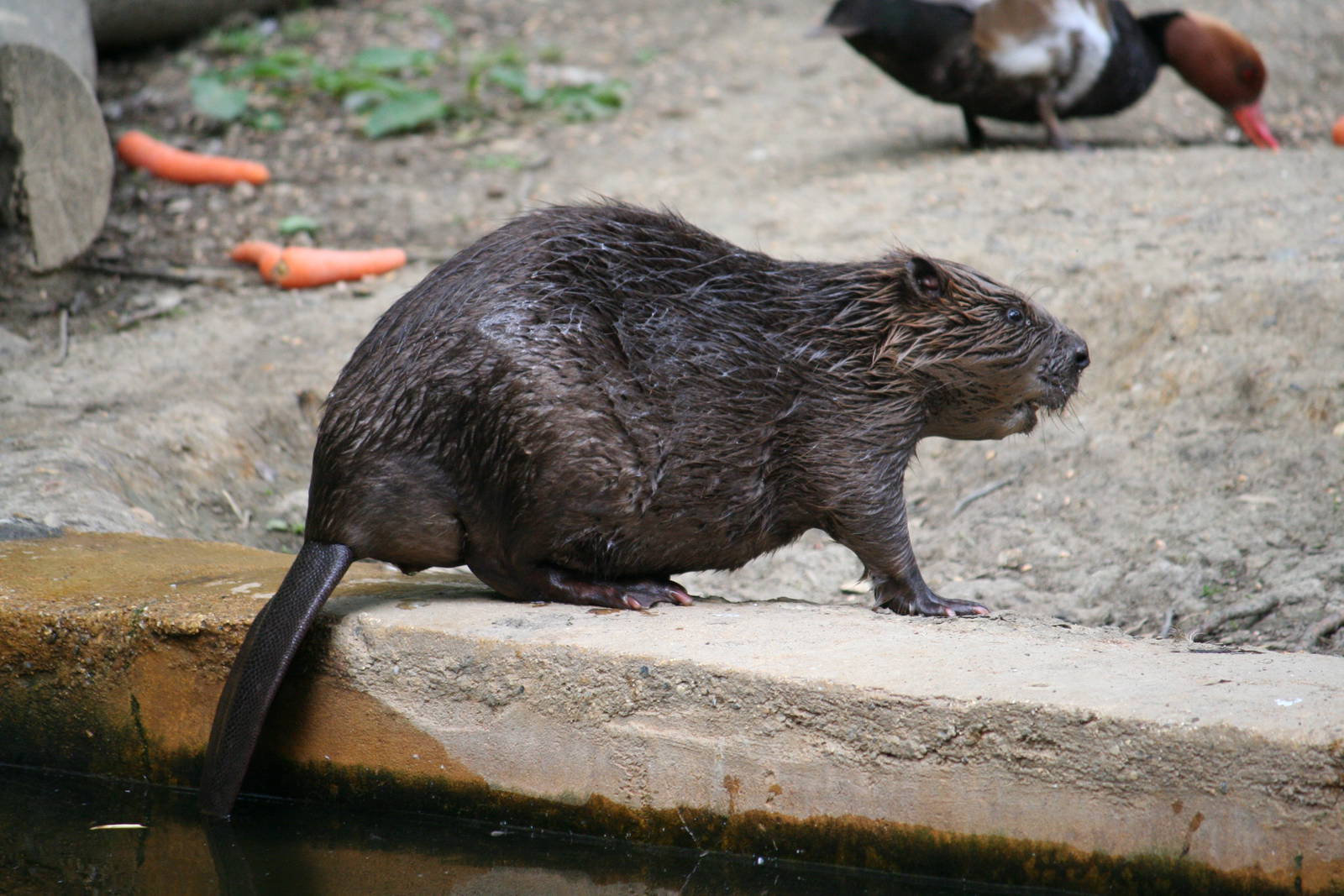 European beaver