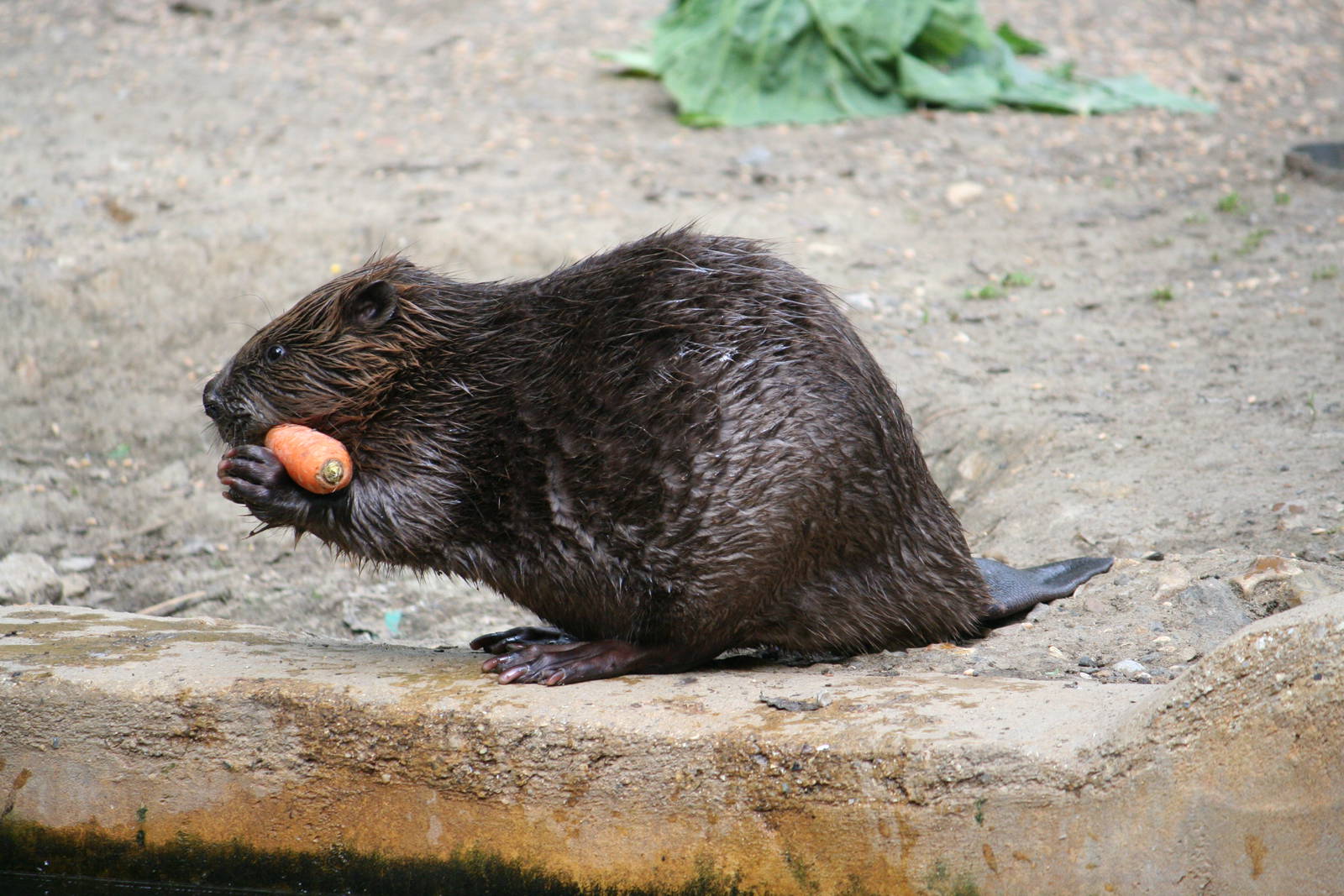 European beaver