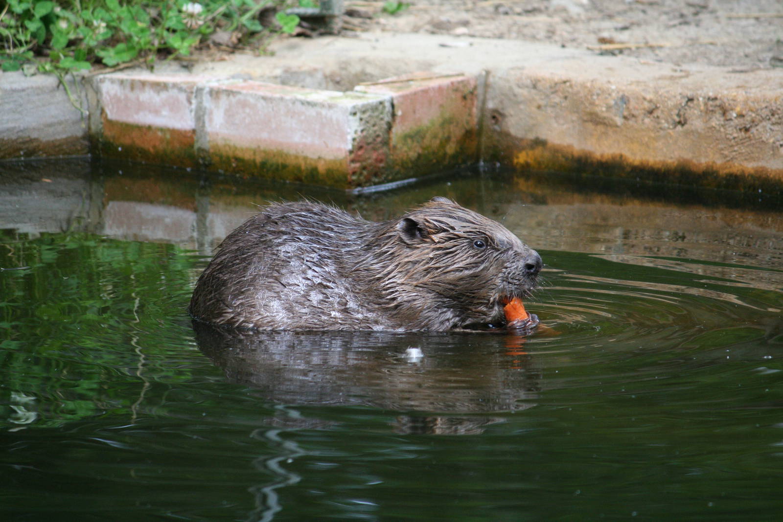 European beaver
