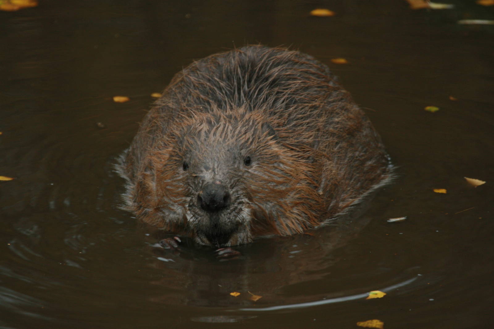 European Beaver