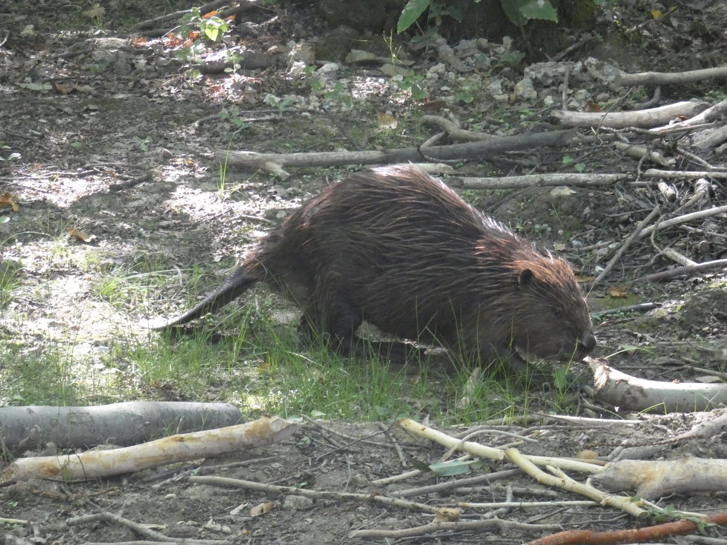 European Beaver
