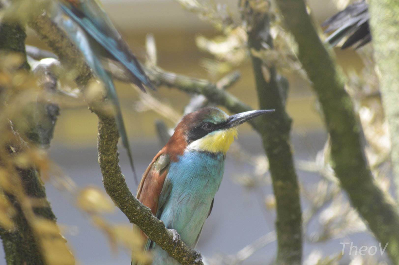 European bee-eater [2018]