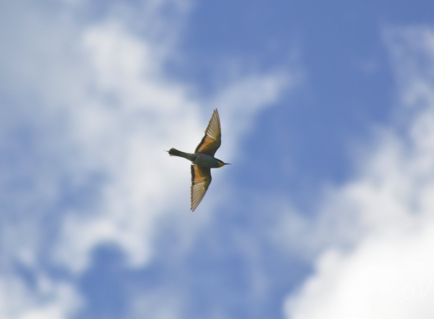 European bee-eater [2020]