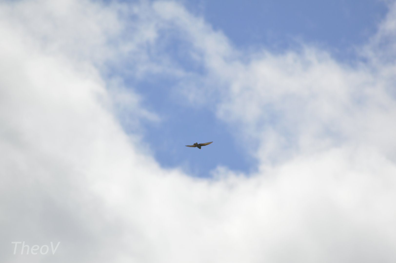 European bee-eater [2020]