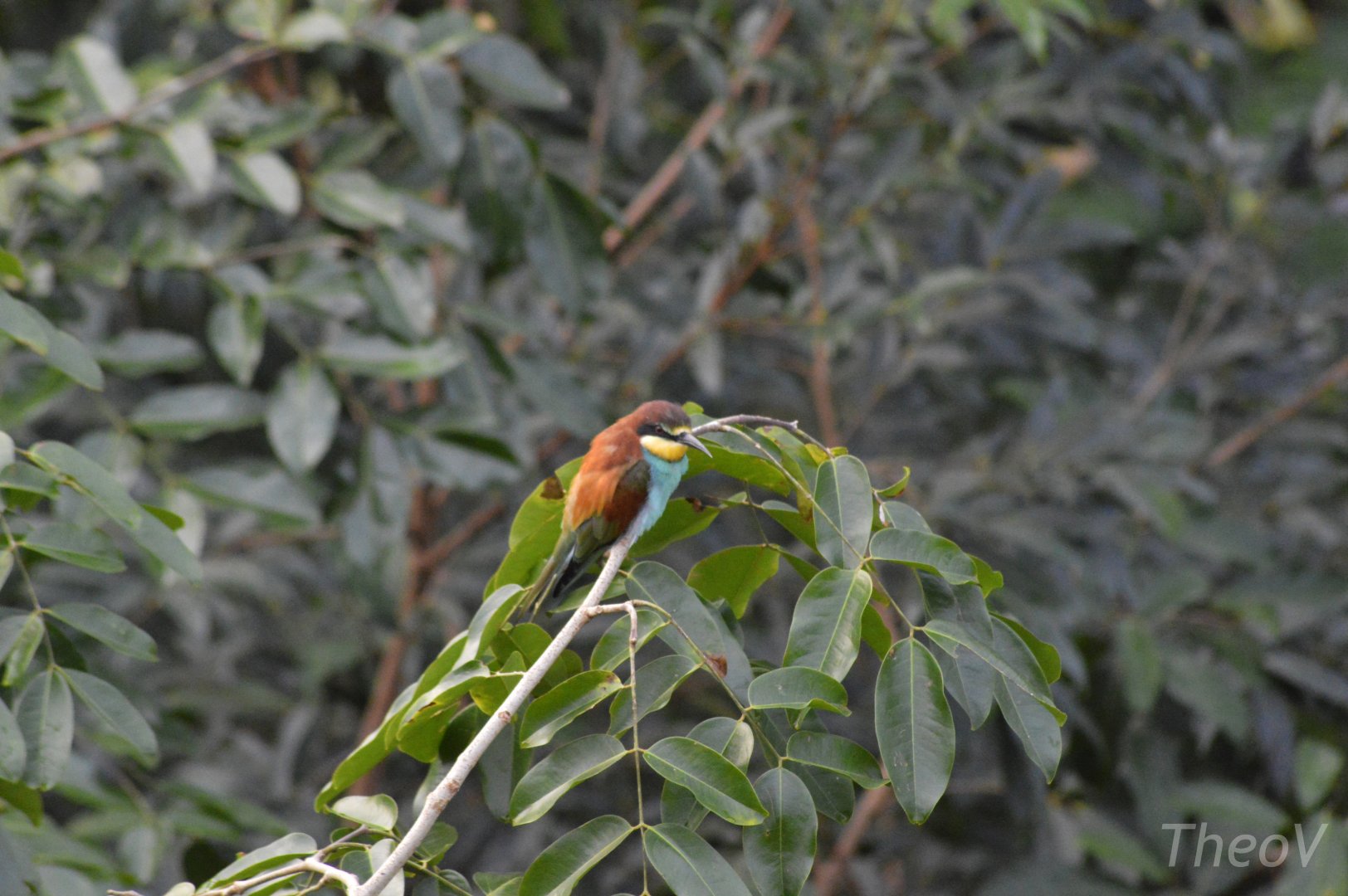 European bee-eater [2020]