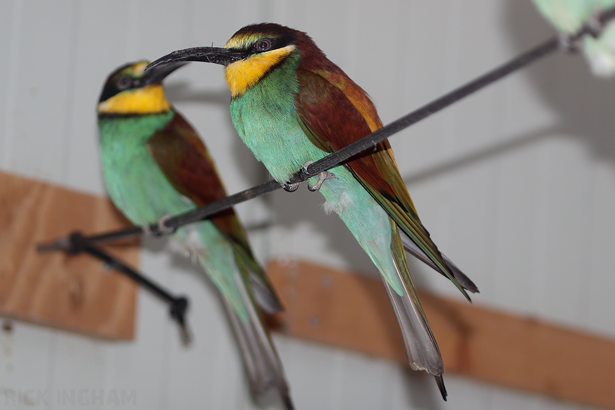European Bee-Eater - 5th January 2020