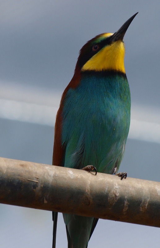 European bee-eater (April 19th, 2015)