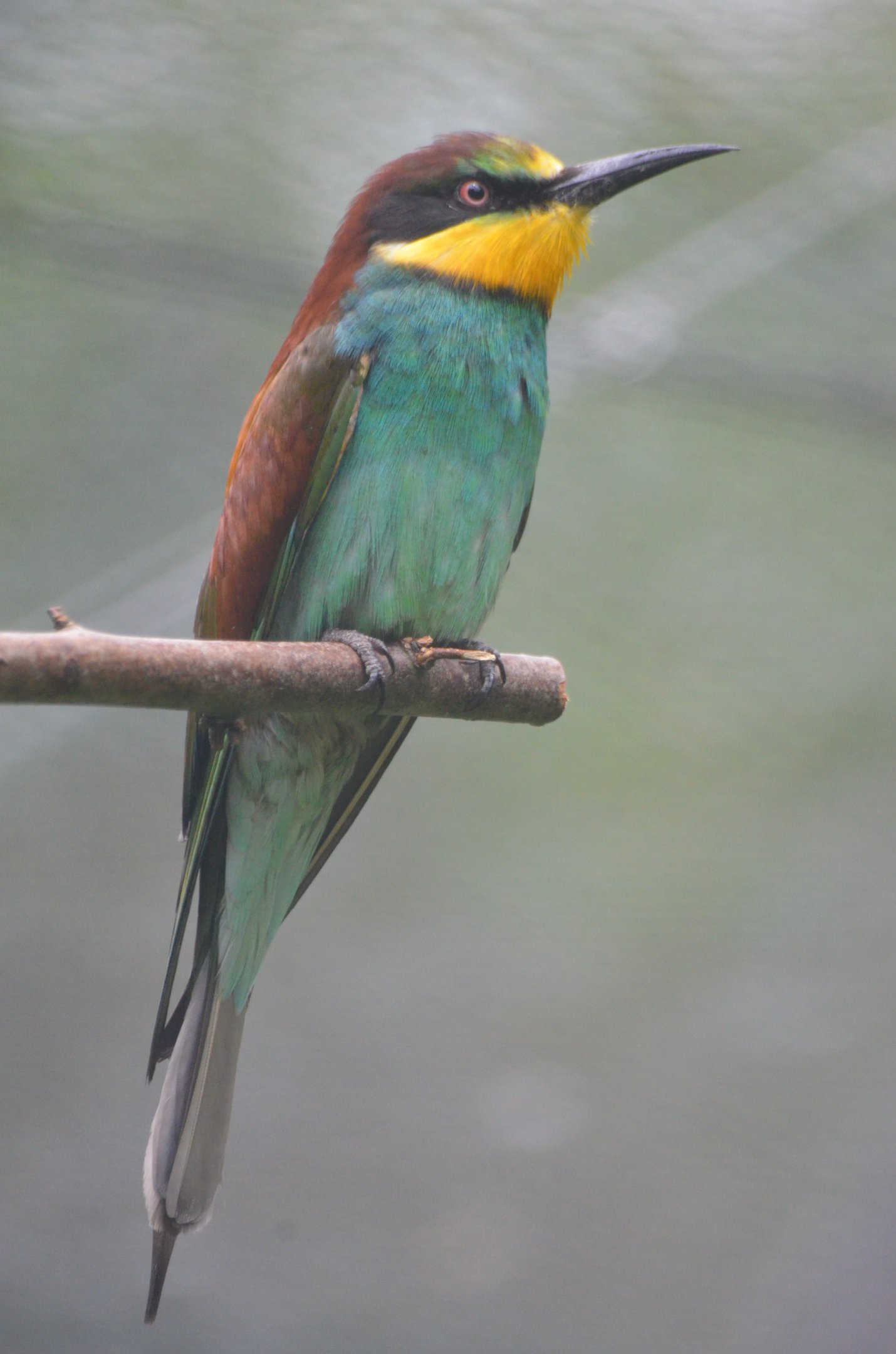 European Bee-eater at Clères, 16/06/18