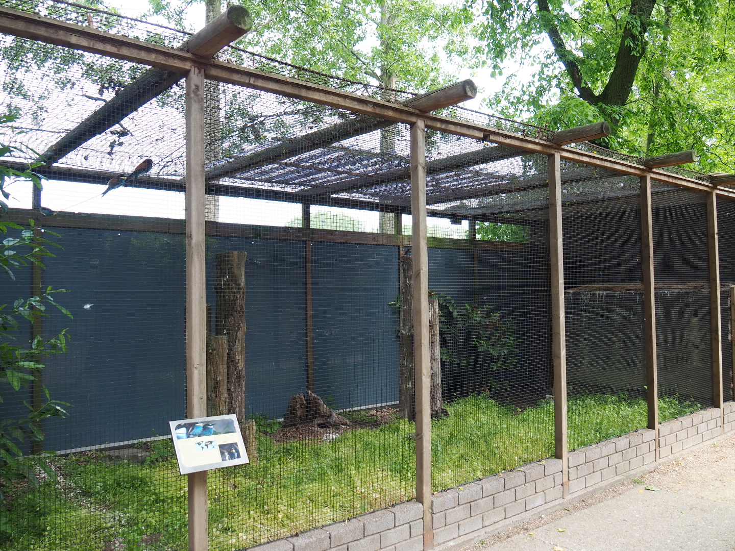 European bee-eater aviary, 2019-05-25