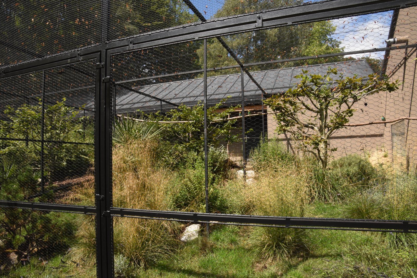 European Bee-eater aviary