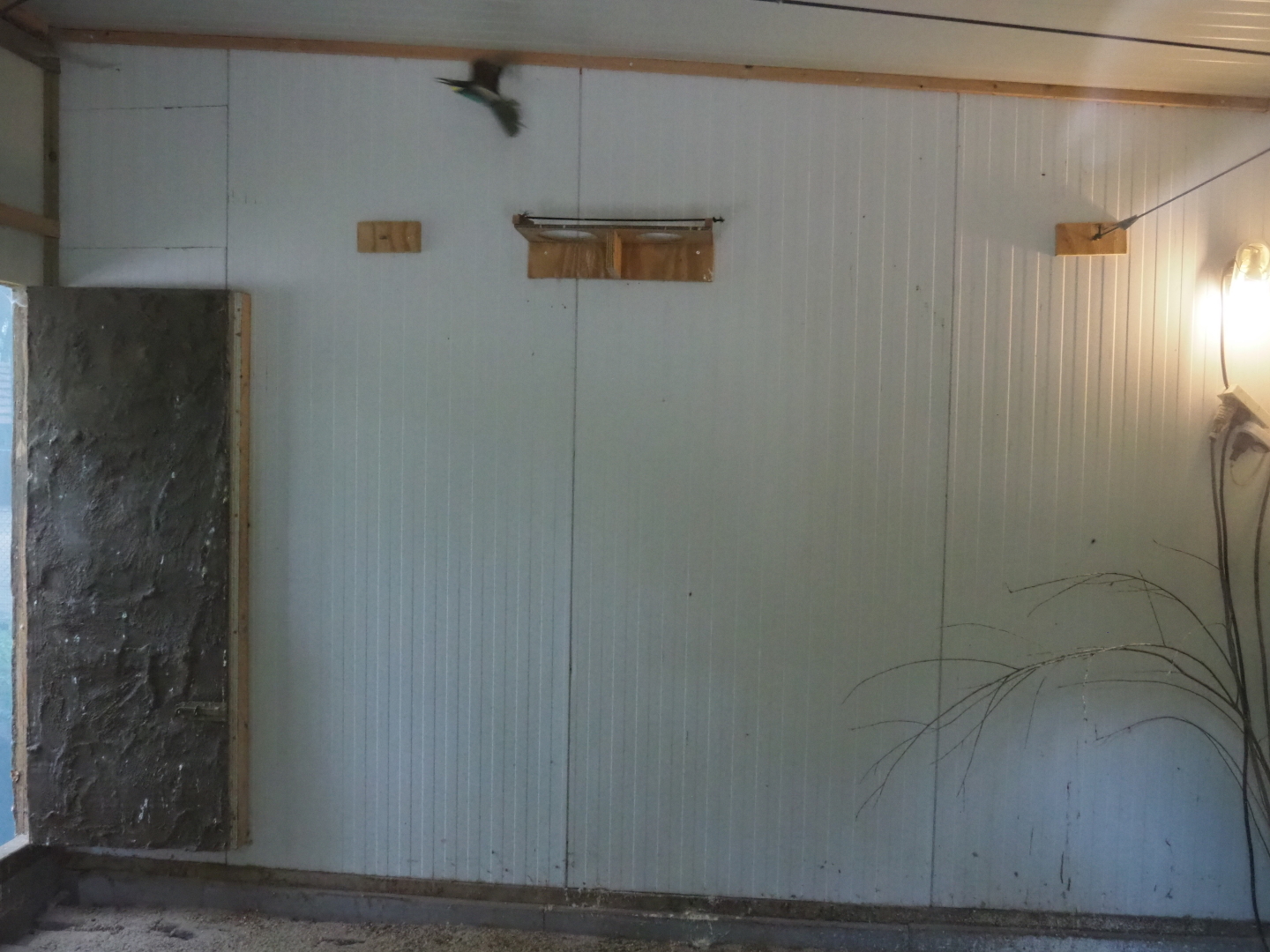 European bee-eater indoor housing, 2019-05-25
