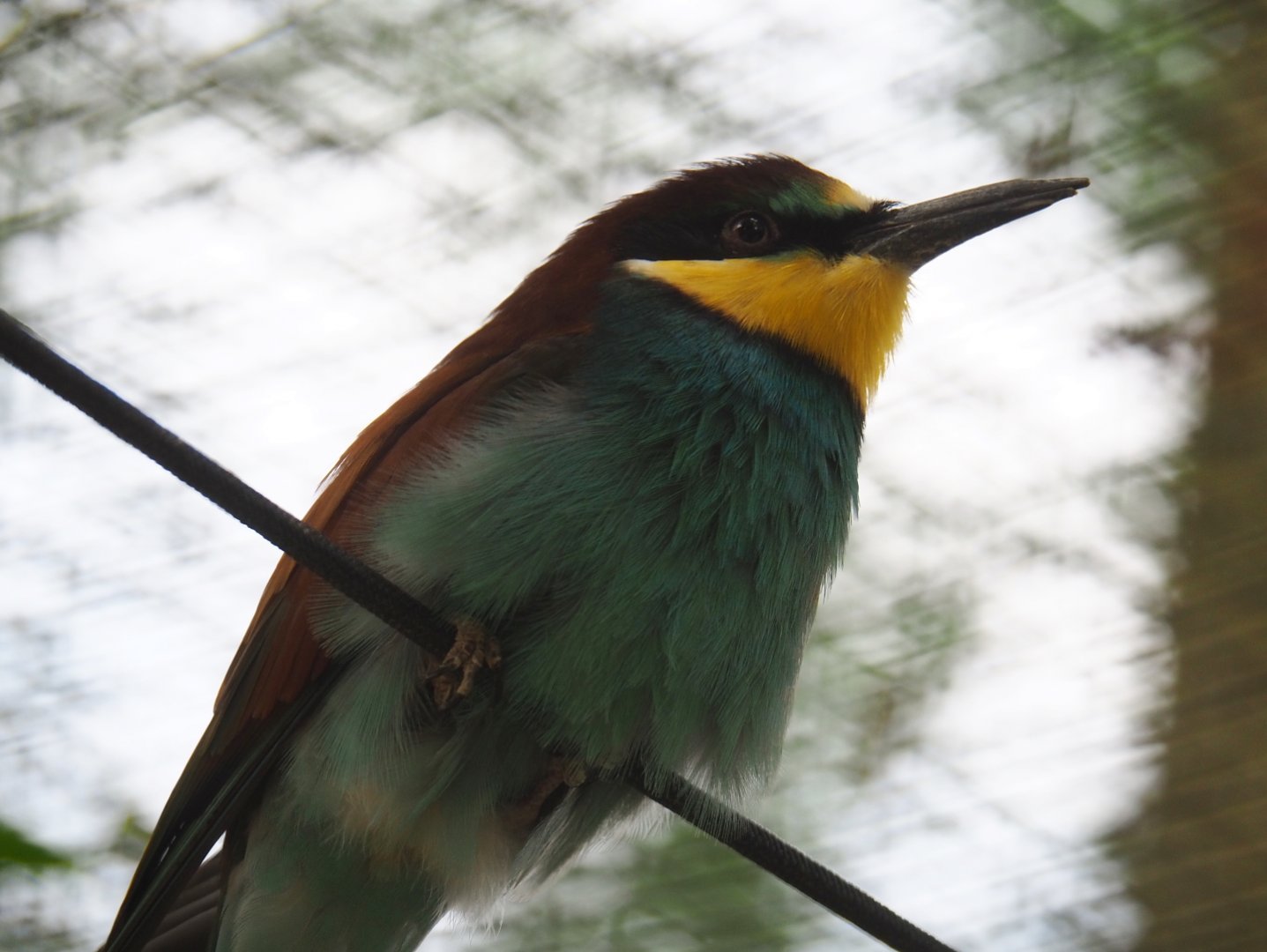 European bee-eater (Merops apiaster), 2019-05-25