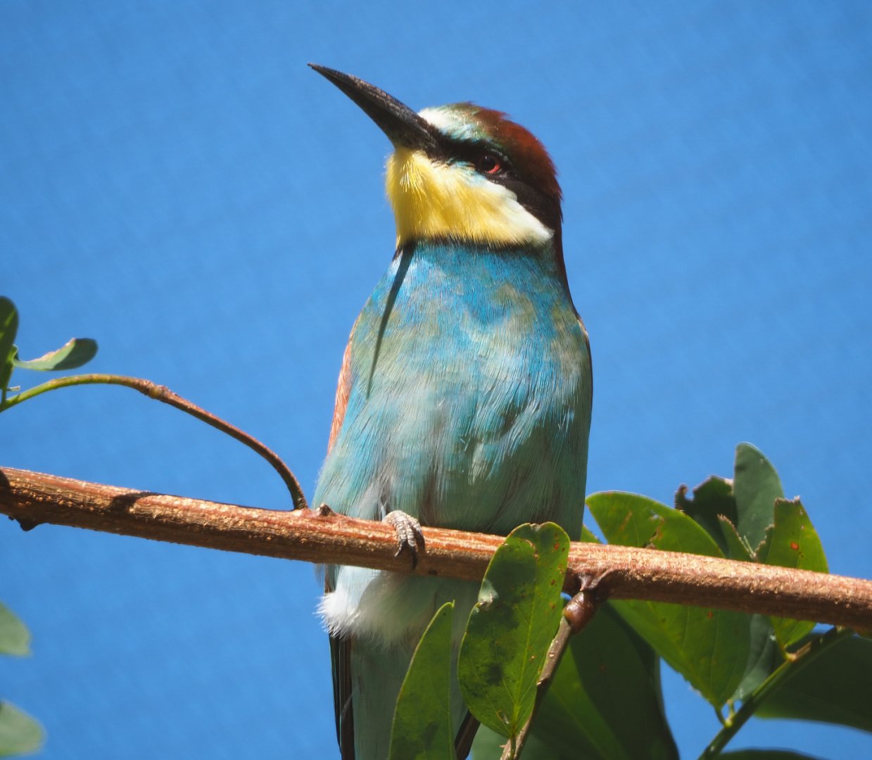 European bee-eater (Merops apiaster), 2019-09-21