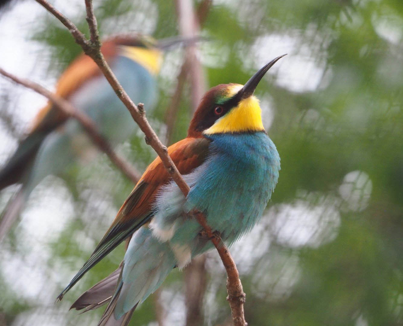 European bee-eater (Merops apiaster), 2020-05-24
