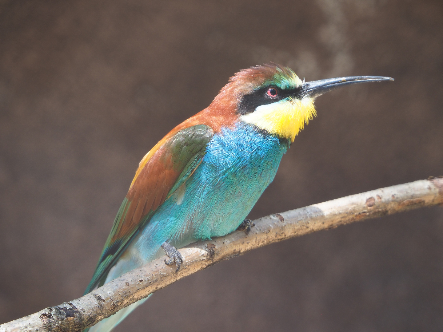 European bee-eater (Merops apiaster), 2020-06-28
