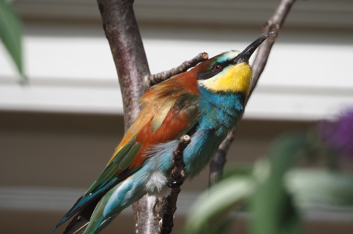 European bee-eater (Merops apiaster), 2020-09-20