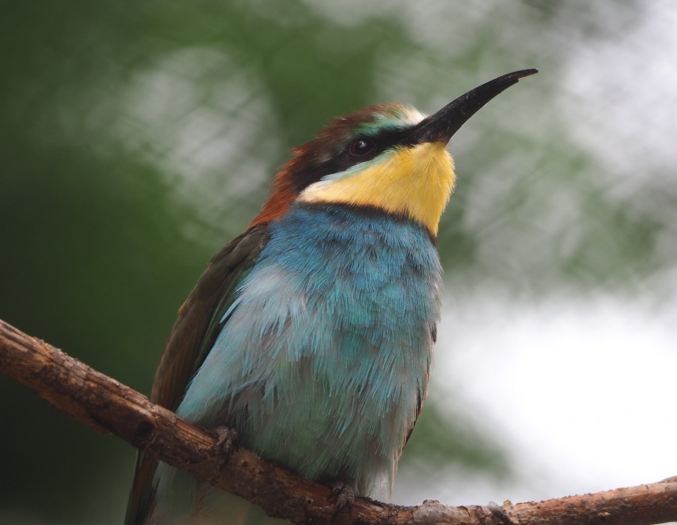 European bee-eater (Merops apiaster), 2021-06-12