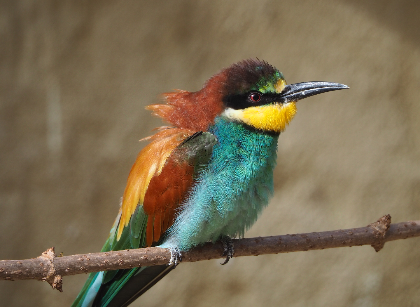 European bee-eater (Merops apiaster), 2022-03-16