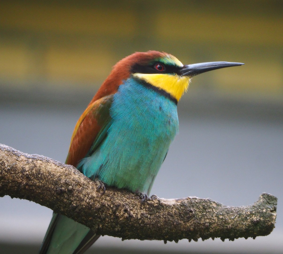 European bee-eater (Merops apiaster), 2022-05-26