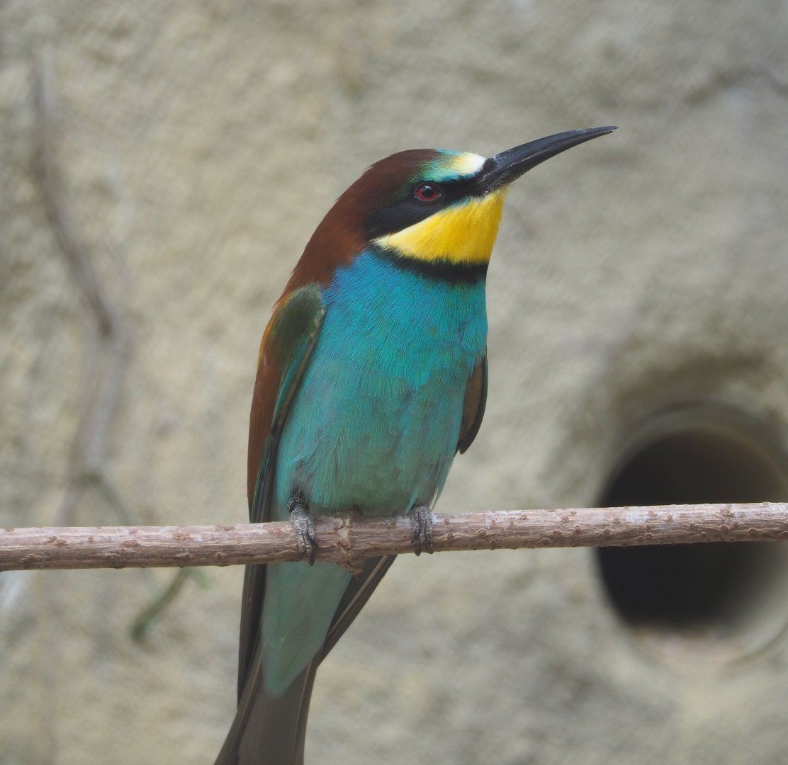 European bee-eater (Merops apiaster), 2022-05-26