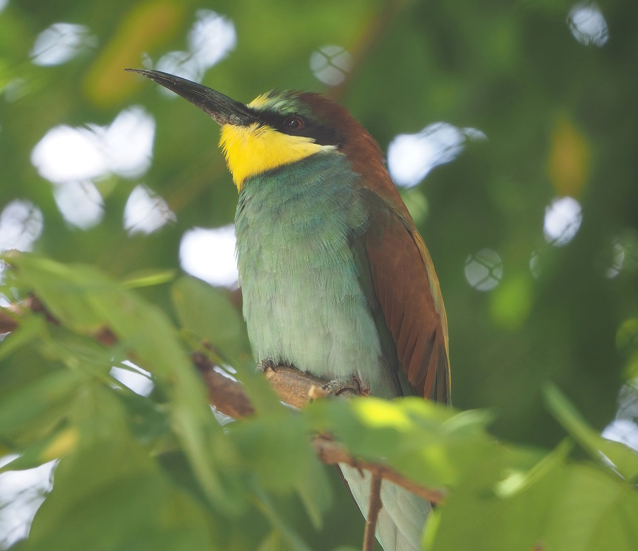 European bee-eater (Merops apiaster), 2022-08-16