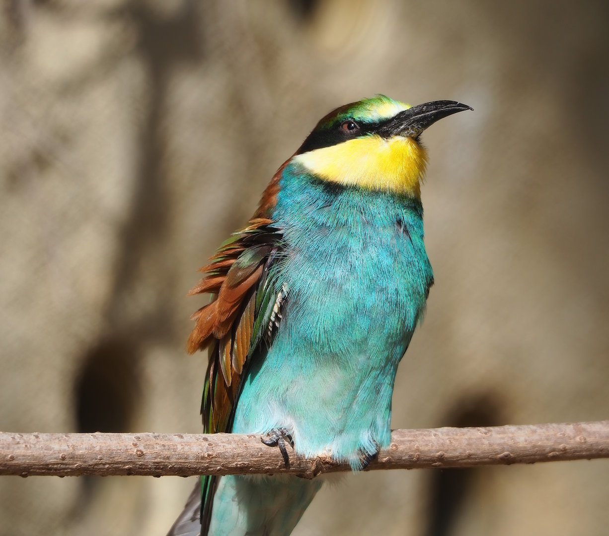 European bee-eater (Merops apiaster), 2022-09-04