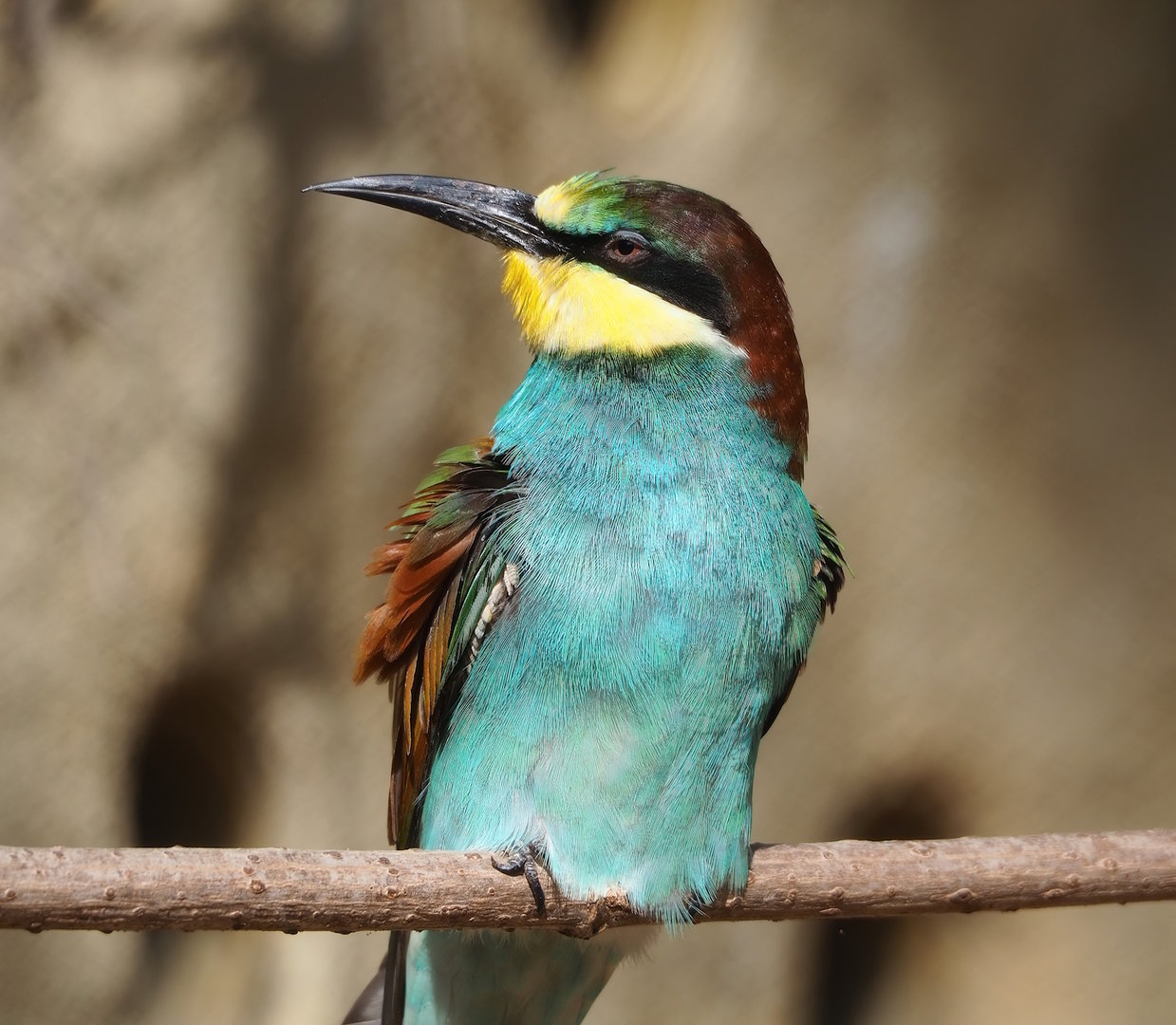 European bee-eater (Merops apiaster), 2022-09-04