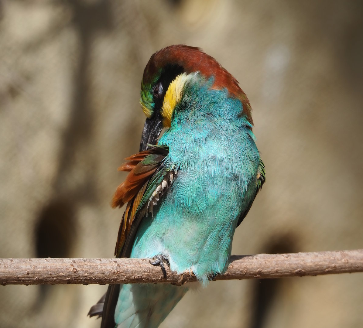 European bee-eater (Merops apiaster), 2022-09-04
