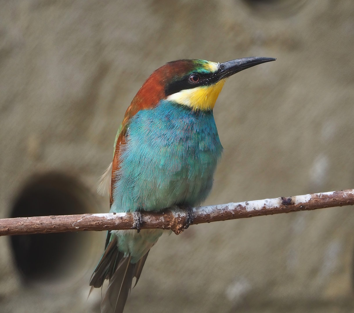 European bee-eater (Merops apiaster), 2022-10-29