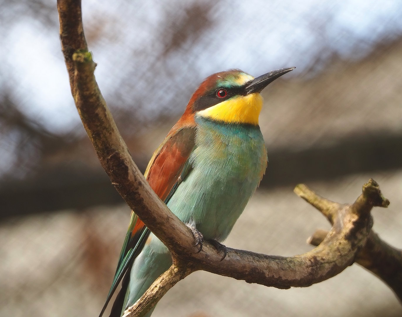 European bee-eater (Merops apiaster), 2022-10-29
