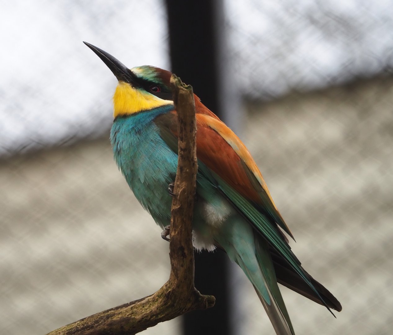 European bee-eater (Merops apiaster), 2024-02-17